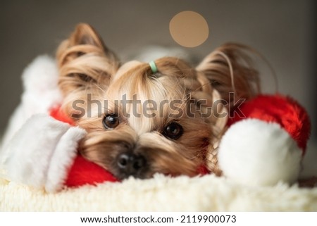 portrait of a cute Yorkshire terrier dog with a Christmas hat