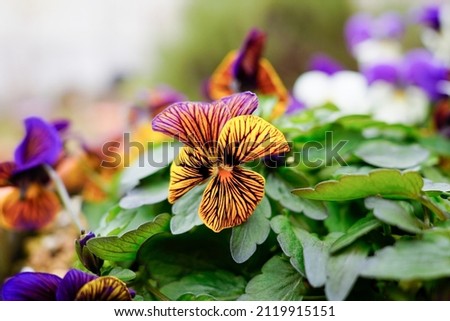 Cute viola flowers with unusual black stripes in a spring garden