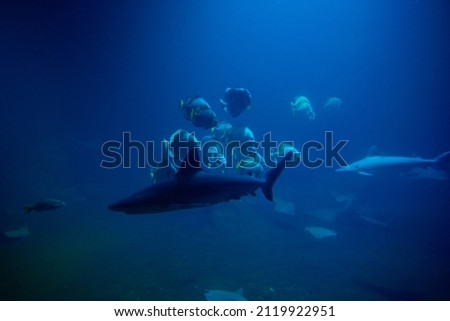 Large shark and other fishes in the deep under water, sea fish in zoo aquarium, close up Royalty-Free Stock Photo #2119922951