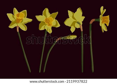 Vector set of yellow daffodils isolated on a dark background. Spring flowers narcissuses. Clip art for a bright holiday Easter card, poster, banner.

