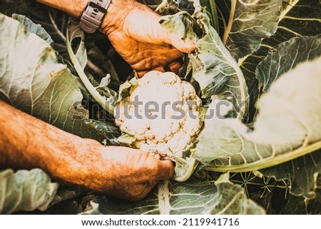 farmer harvesting cauliflower in garden organic farming concept
