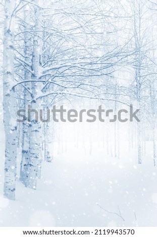 Winter landscape. Snow-covered birch grove.  Winter background with snow-covered birch trees. Snowfall in winter park