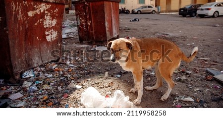 Homeless lonely thin hungry dog walks among garbage in landfill. Concept poor and sick animal. Royalty-Free Stock Photo #2119958258