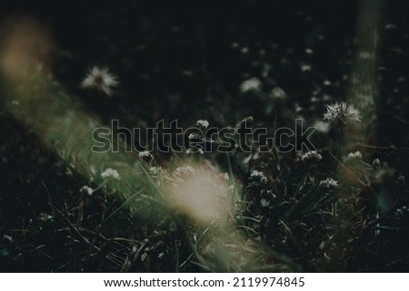 dark moody image of White flower with foreground taken in kerala 