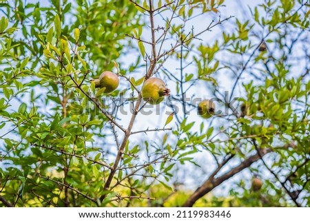 Ripe pomegranate fruits hanging on a tree branches in the garden. Harvest concept. Sunset light. soft selective focus, space for text