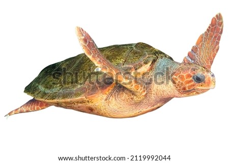 green sea turtle Hawksbill swimming isolated on white background. Eretmochelys imbricata species. Marine turtle of family Cheloniidae. Living in all the oceans worldwide.