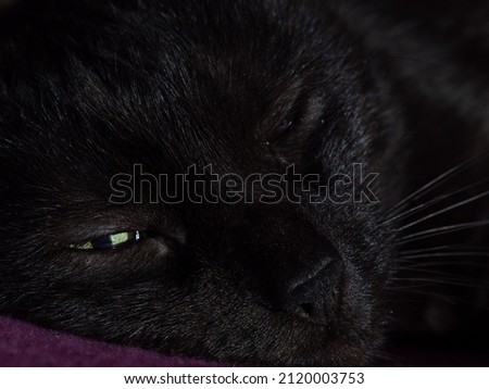 Muzzle of a black cat. Sleeping cat.