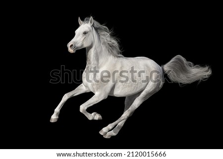 Gray arabian horse cutout on black background