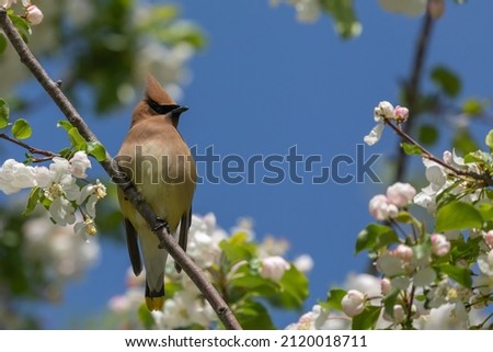 Isolated Cedar Waxwing perched in apple blossom tree fully in bloom in the spring