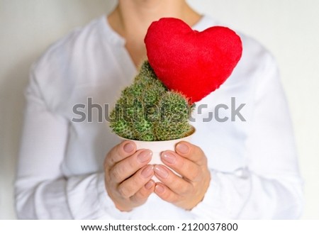 Caucasian woman hold cactus with red toy heart on it. Love, health-care and home gardening concept. Shallow depth of field.