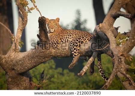 A Leopard lies in fallen down tree in the early morning light. Picture taken in the Okavango Delta, Botswana