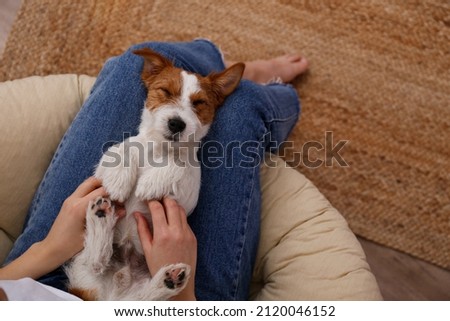 Cropped shot of unrecognizable woman wearing mom jeans with cute rough coated doggy on her lap. Adorable wire haired jack russell terrier pup lying on his back. Close up, copy space, background. Royalty-Free Stock Photo #2120046152