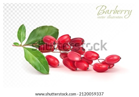 Barberry branch on a transparent background. Vector illustration. Royalty-Free Stock Photo #2120059337
