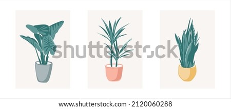 Potted plant set vector including: Dumb Cane, Parlor palm and Snake plant.  Modern style houseplants. Set of beautiful natural home decorations. Vector illustration isolated on white