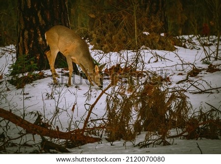 Female deer cought in the city park of Vilnius in 2022 February 