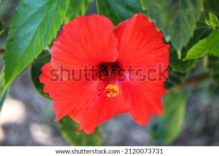 The beauty of the Hibiscus flower, a woody, fibrous shrub, up to 5 meters high.