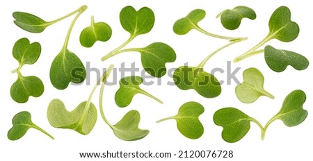 Microgreen leaves, arugula sprouts isolated on white background, macro Royalty-Free Stock Photo #2120076728
