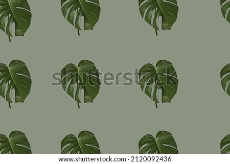 Pattern from tropical leaves of Monstera deliciosa on a pastel green background