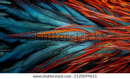 Bright dark Indian rooster (Seval Erkul) feathers close up view. Royalty-Free Stock Photo #2120099651