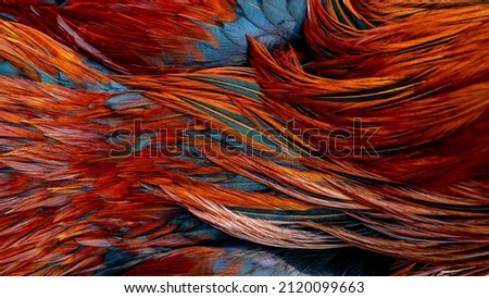 Rooster feathers. Bright dark Indian rooster (Seval Erkul) feathers close up view. Royalty-Free Stock Photo #2120099663