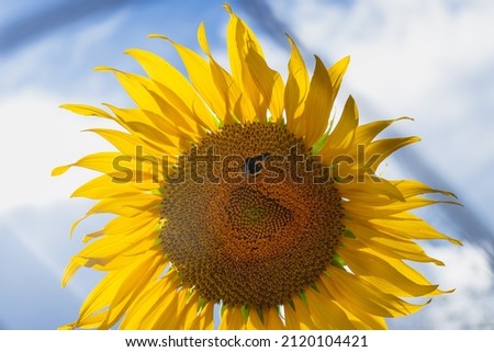 Sunflower with a bee harvesting pollen. Sunflower on a sunny day. Bee on a flower. Insect macro on a flower. Yellow flower with blue sky in the background