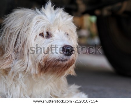 lovely dirty hairy white cute fat crossbreed dog keep calm and relaxing in home garden outdoor 