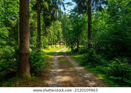 Walking path in a green forest park, beauty and freshness of nature, Ukraine, Carpathians Royalty-Free Stock Photo #2120109863