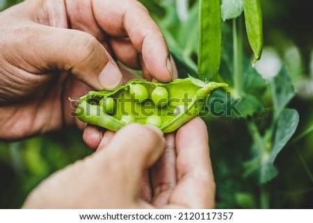 Man showing fresh sugar snaps or peas in the pod, closeup Royalty-Free Stock Photo #2120117357