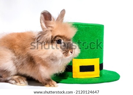 A peach-colored hare sits by the replicon hat. St. Patrick's Day. The concept of magic tricks. A hare on a white background with a place for text
