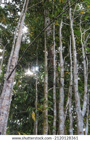 tropical forest with similar trees growing close together in one area, as well as sunlight visible from the gaps in the trees