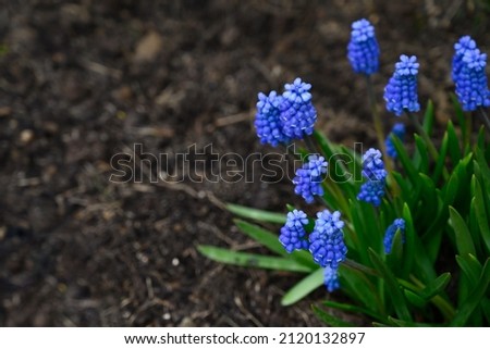 Blue flowers of muscari in the garden. Spring blooming