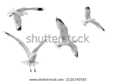 flying seagulls isolated on white background  Royalty-Free Stock Photo #2120140583