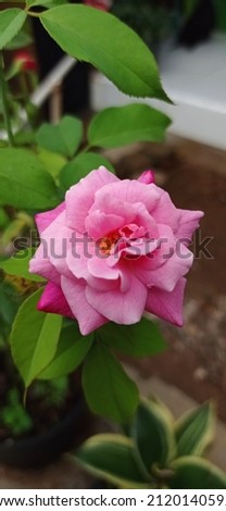 Pink Rose Flower Photograph, Rose Petal Picture