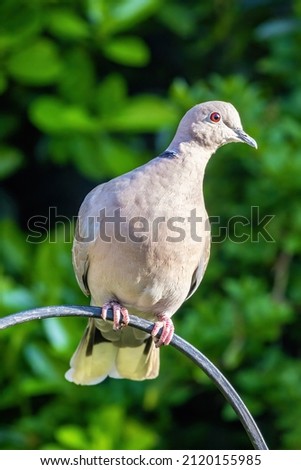 Collared dove, streptopelia decaocto, perched an a railing with green foliage background, Hampshire, UK