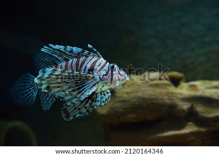 Lionfish in the deep under water, sea fish in zoo aquarium, close up Royalty-Free Stock Photo #2120164346