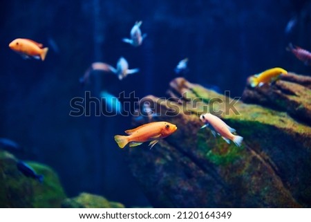 Colorful fishes in the deep under water, sea fish in zoo aquarium, close up Royalty-Free Stock Photo #2120164349