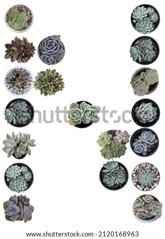 Several pots of succulent plants arranged in the letter N and isolated on white background.