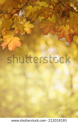 Out of focus background with maple leaves at the top of the picture. Suitable background for text