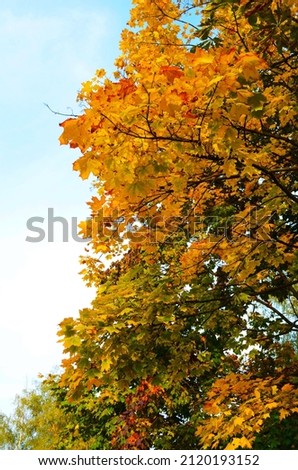 Branch with yellow maple leaves in the light of the autumn sun