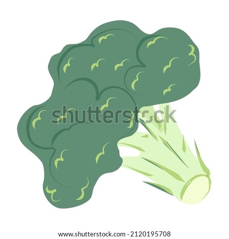 Broccoli in cartoon style. Green cabbage brocolli. Useful vegetable, design element. Vector illustration isolated on white background. Icon, food symbol. Hand drawn brocoli on stalk