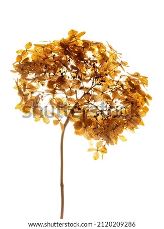 dry flowers hydrangea close up in the detail isolated on a white background