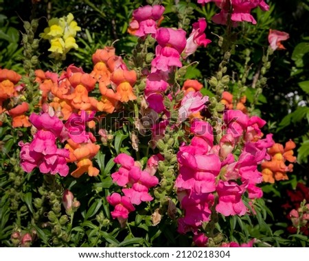 Snapdragon flowers and green leaf in garden at sunny summer or s