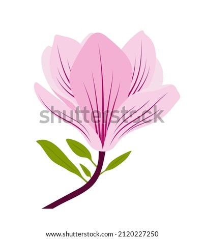 vector magnolia flower isolated on white background