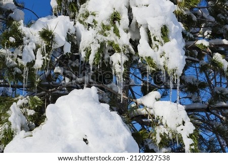 snow fell on the pine trees, snow puddles on the trees, pine trees and snow,