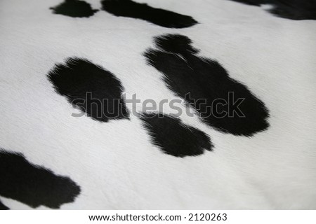 black and white cow skin