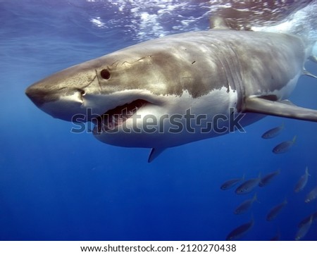 Great white shark moving fast