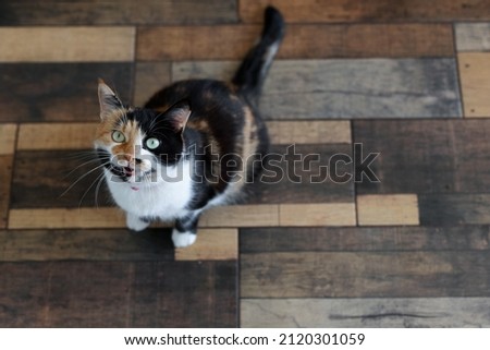a colorful cat asks to eat in the kitchen.