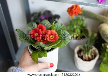 Woman hand taking a beautiful red primrose from a full blurred shelf. Royalty-Free Stock Photo #2120323016