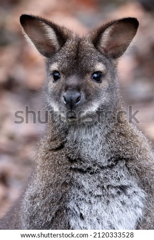 A Red-Necked Wallaby kangaroo outdoors