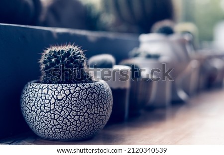Green spherical cactus small Echinocactus Gruzona balls in pot on terrace table. Summer outdoor floral modern Interior design Landscaping class decor. Dark evening blue tone photo. Perspective view